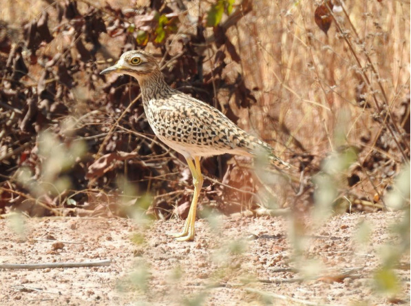 Spotted thick-knee